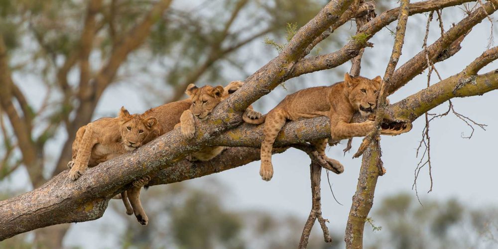 Wildlife Safaris in Uganda