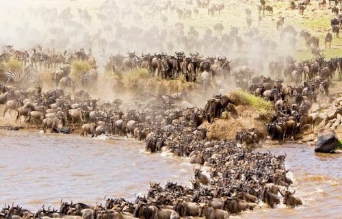 wildlife migration safaris in Tanzania