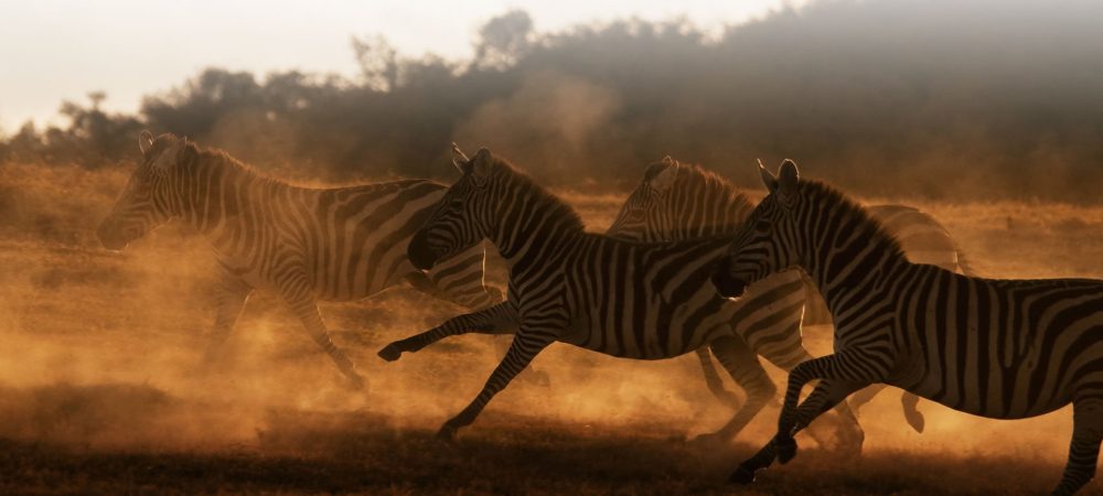 Kenya Wildlife Safaris Adventure