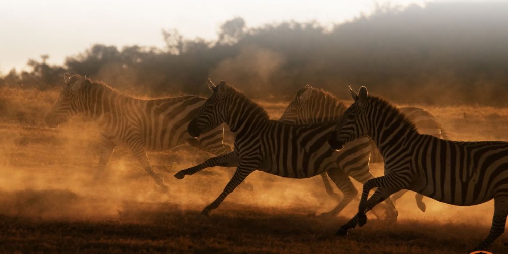 Kenya Wildlife Safaris Adventure