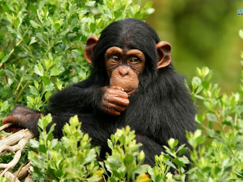 Uganda Primates Tours