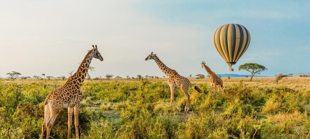 Kenya Wildlife Safaris Tour
