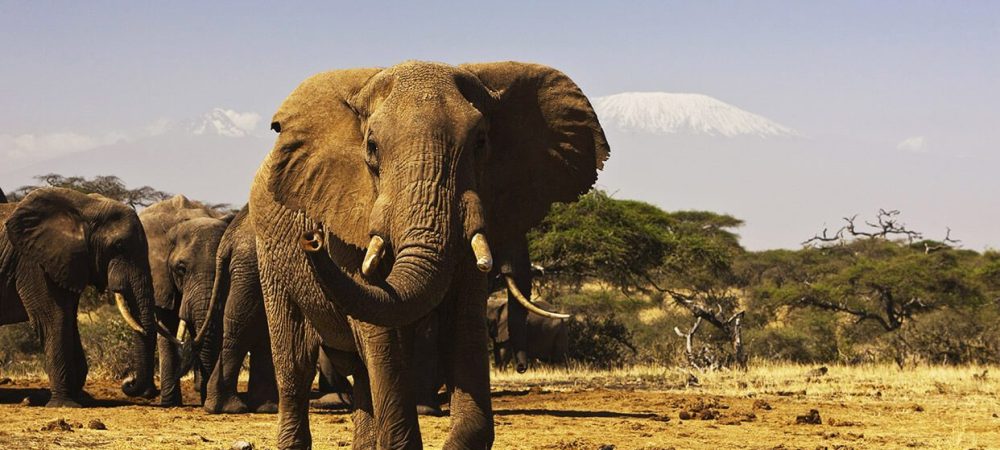 best of Kenya Wildlife safari