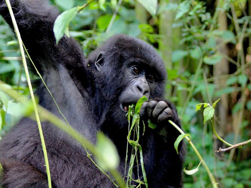 Wildlife & Gorilla Trekking Uganda