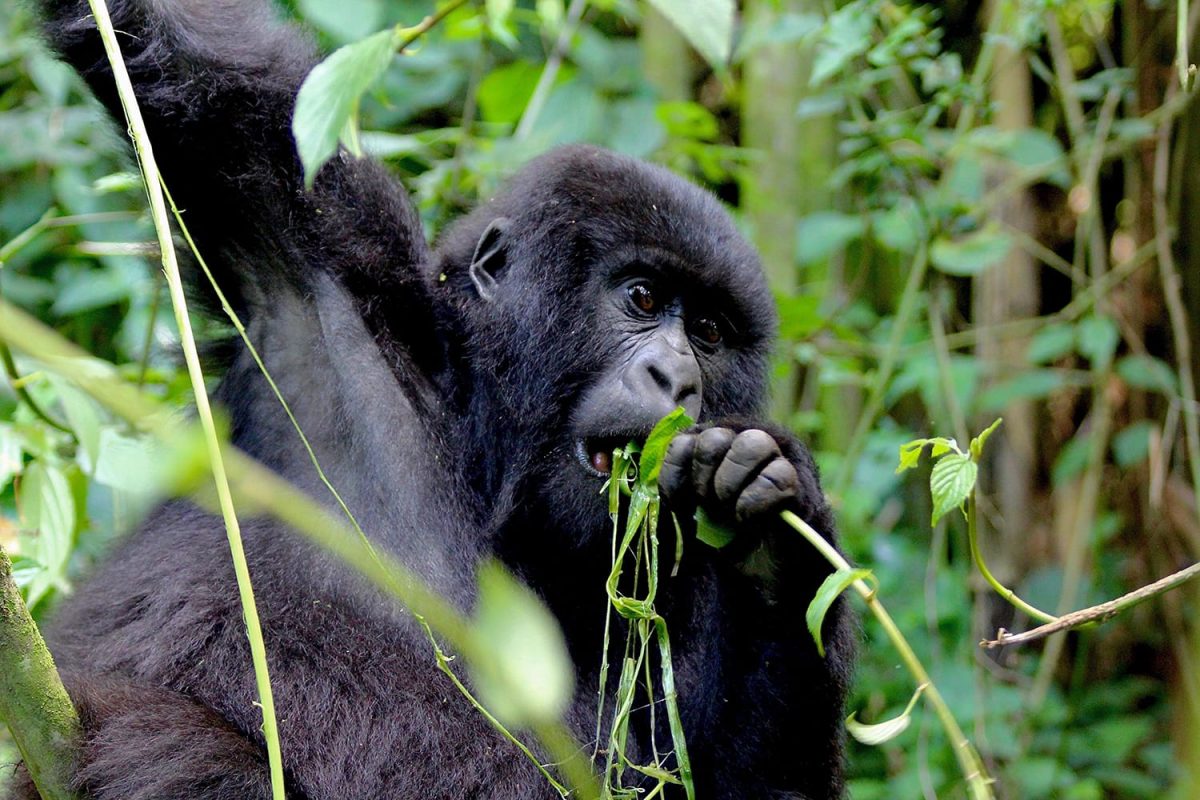 Is Gorilla Trekking Dangerous?