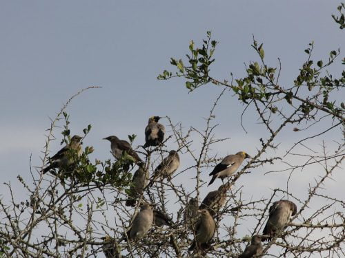 Uganda Birding Trip
