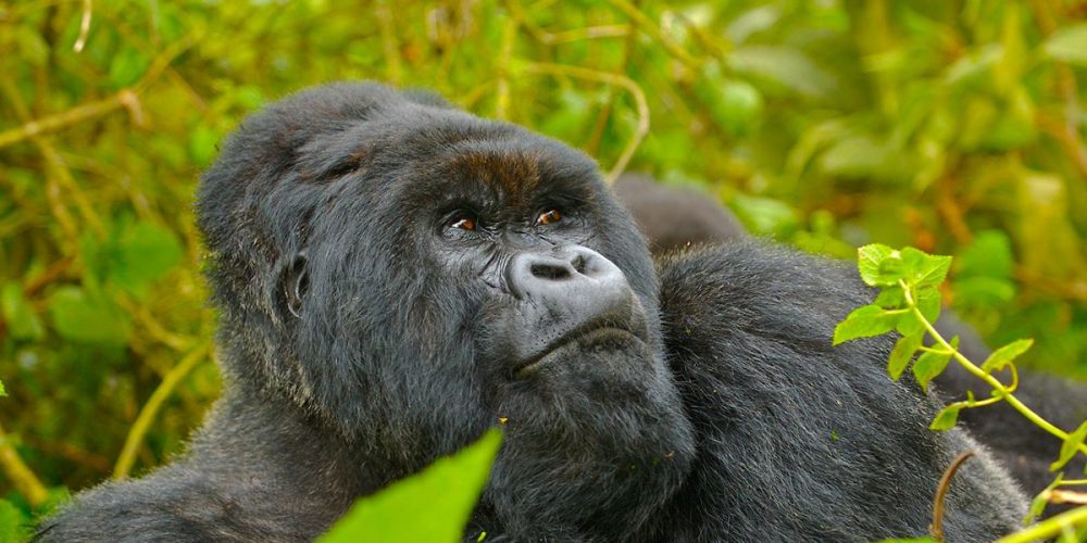 Gorilla Trekking Tours Rules