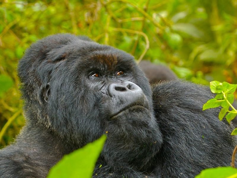 Gorilla Trekking Tours Rules