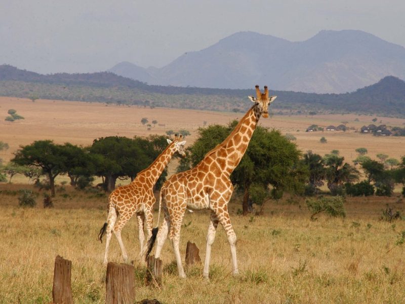 Wildlife Uganda Trip