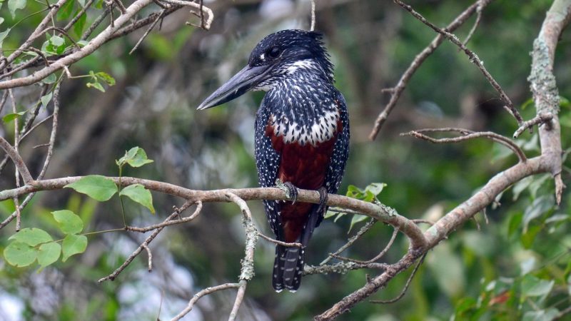 Bird Watching Trip in Uganda