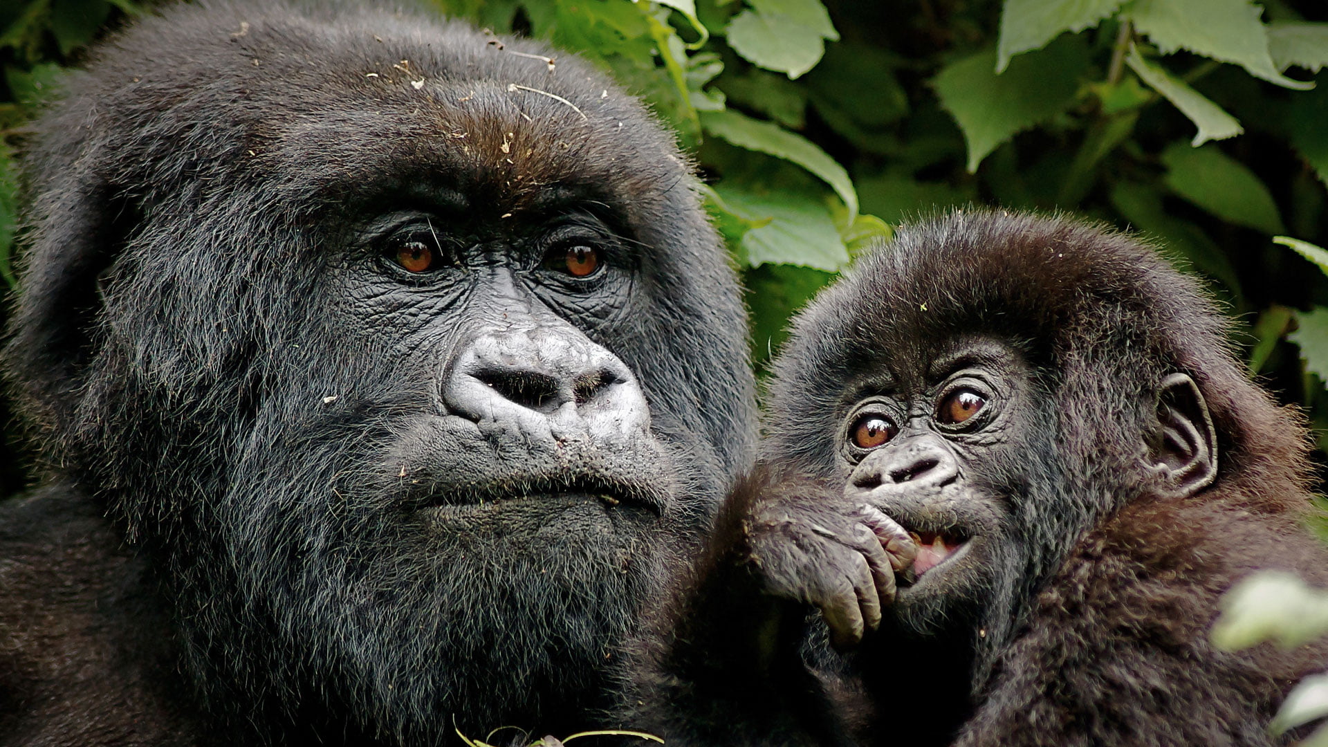 Gorilla Permit Booking Information