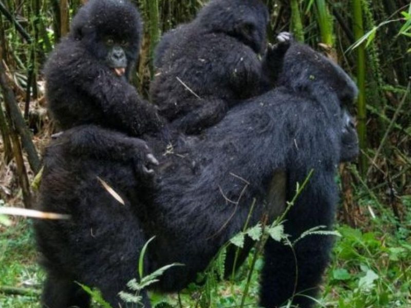 Bwindi Uganda Gorilla safaris