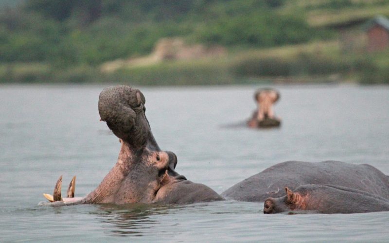Wildlife Safaris Tour in Uganda