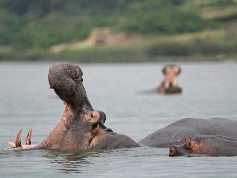 Wildlife Safaris Tour in Uganda