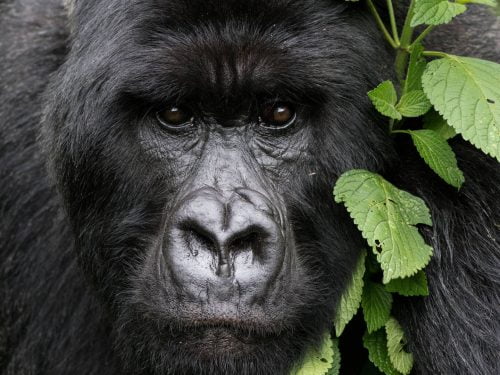 Uganda Gorilla Express Safari