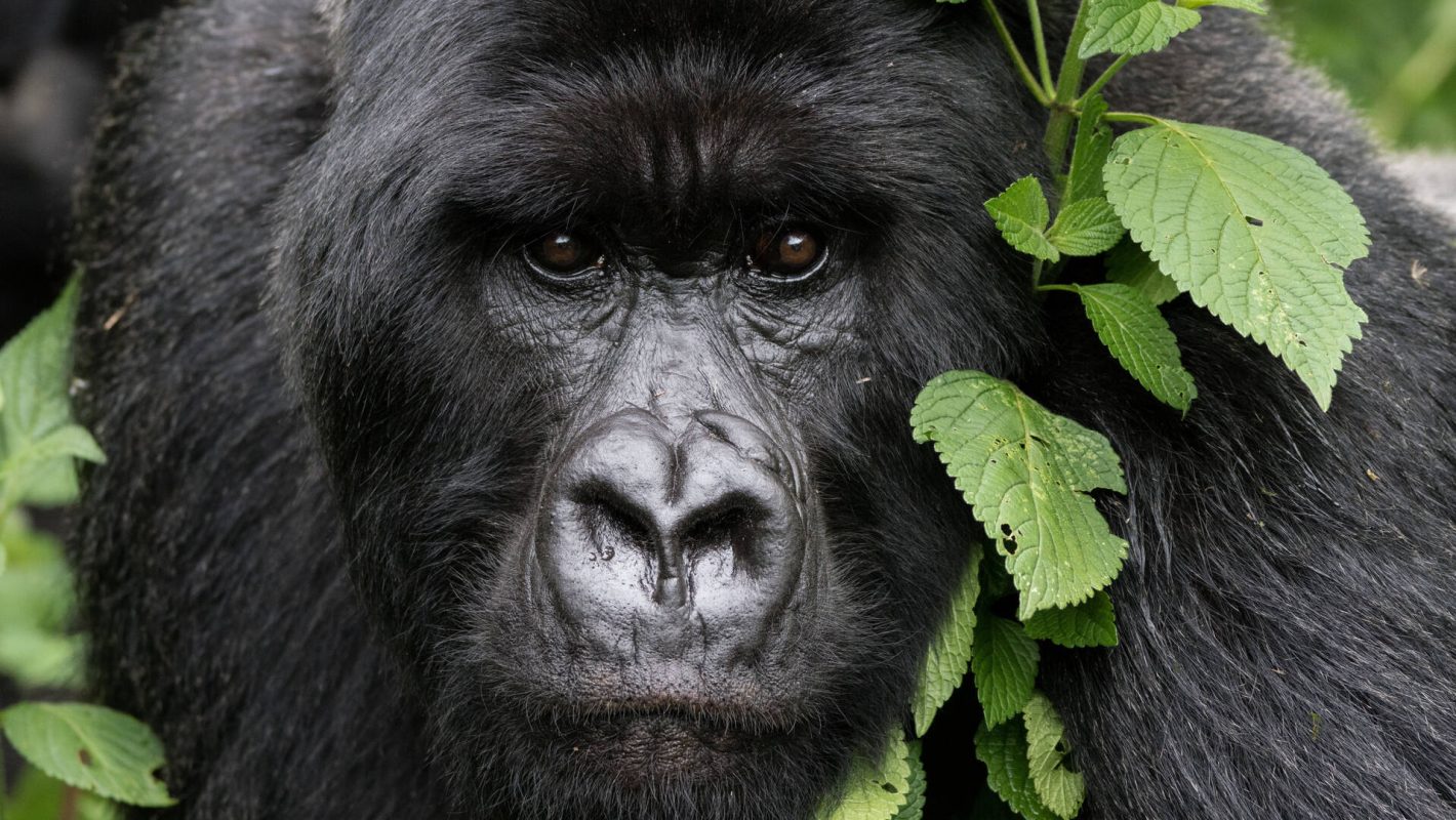 How Long Does is Gorilla Trekking Tour in Africa? 