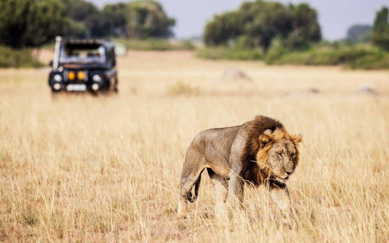 Best Kenya Discovery Safari