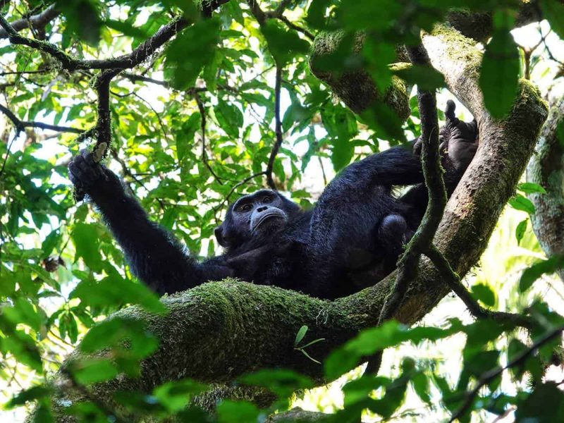Chimpanzee Safaris in Rwanda