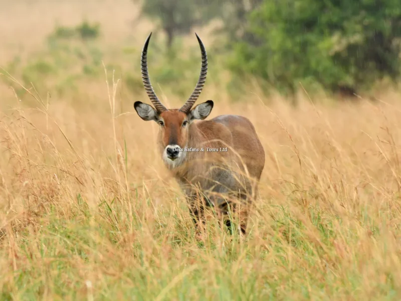 4 Days Kenya Wildlife Safari