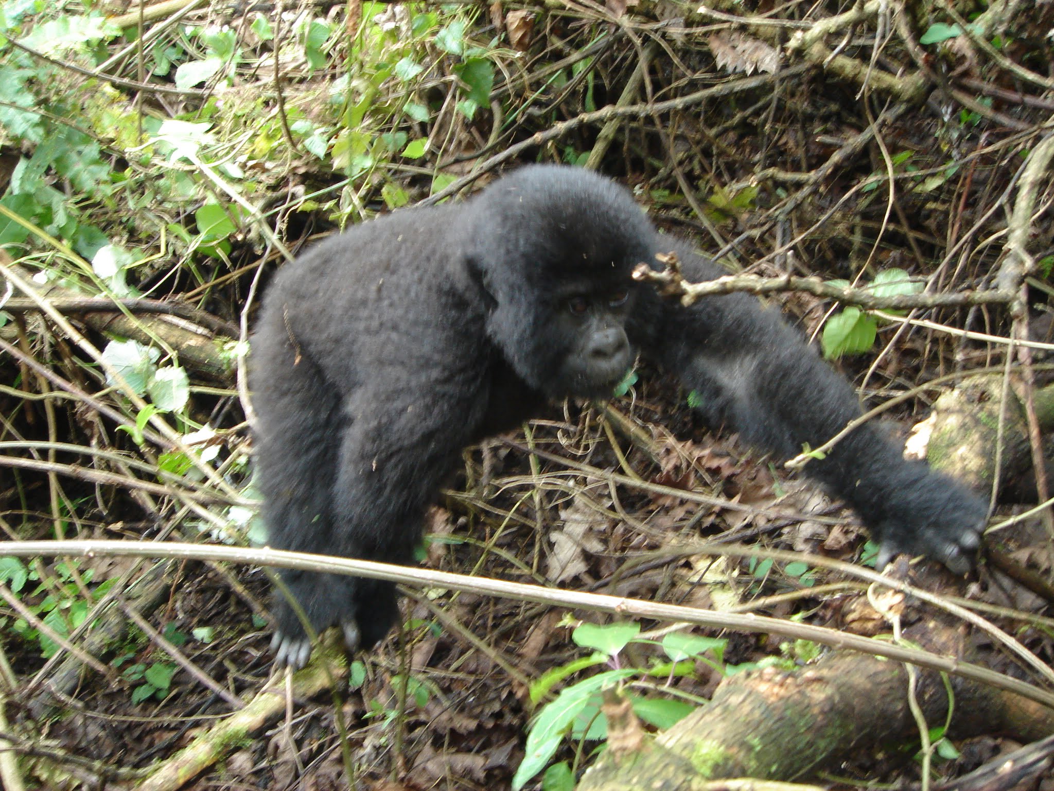 Mghinga Gorilla National Park