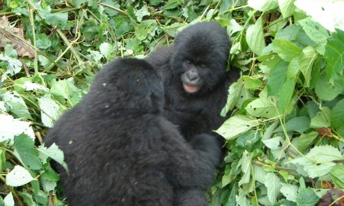 Rwanda Uganda Safaris Tour