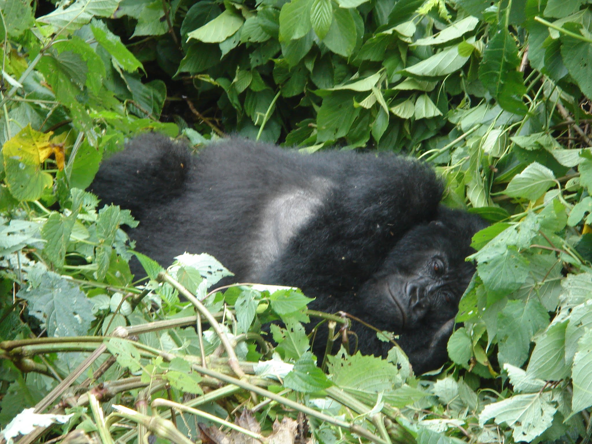 Why Mountain Gorillas Make Nests?