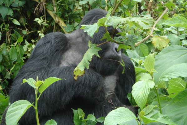 Uganda Rwanda Gorilla Safari