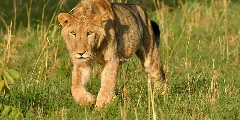 4 Days Kenya Wildlife Safari