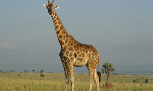Uganda Wildlife Safaris Tour