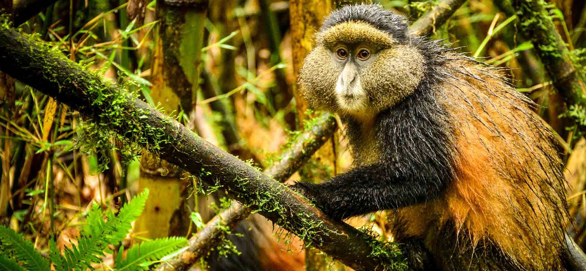 Rwanda Primates Safaris