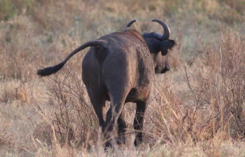 Rwanda Wildlife Discovery Safari