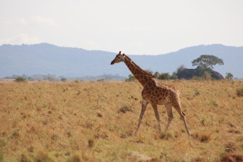 Tanzania Wildlife Tour