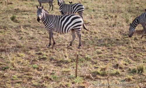 Rwanda Wildlife Discovery Safaris