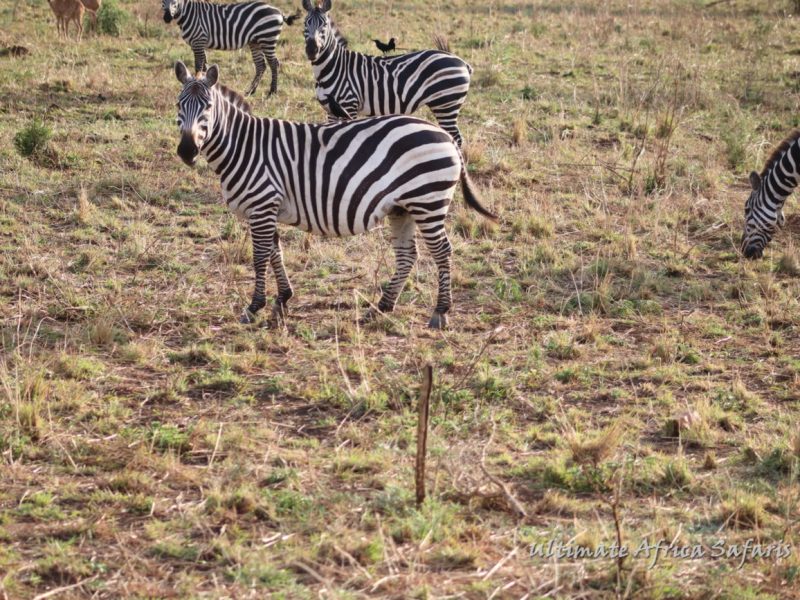 Rwanda Wildlife Discovery Safaris