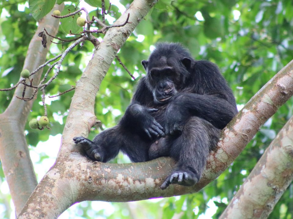 Chimpanzee Tracking Tour