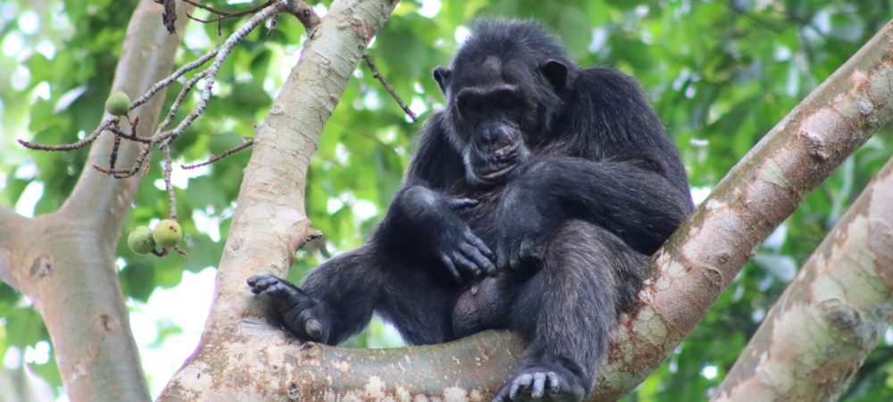 Chimpanzee Tracking Tour