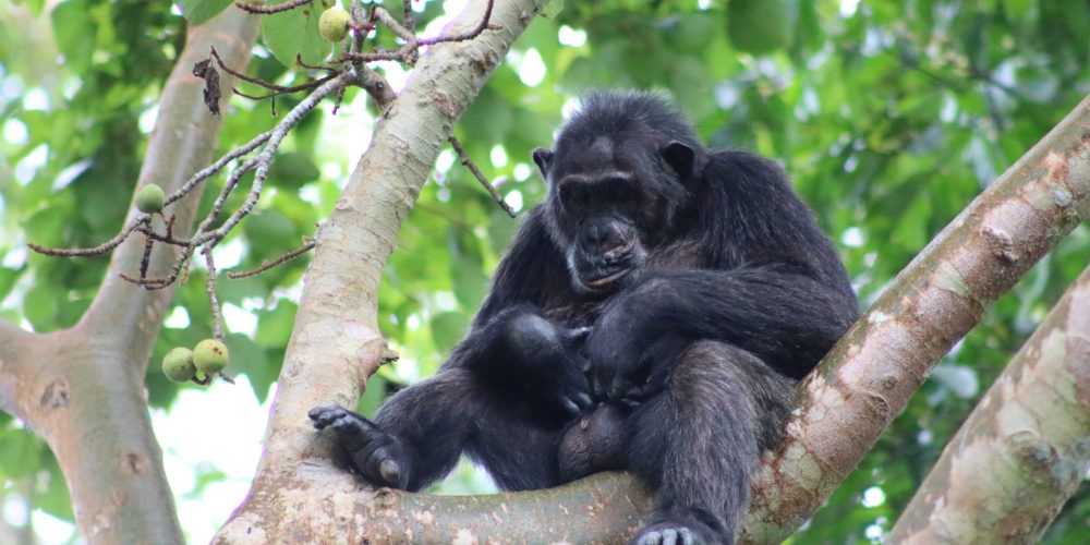 Chimpanzee Tracking Safari in Africa