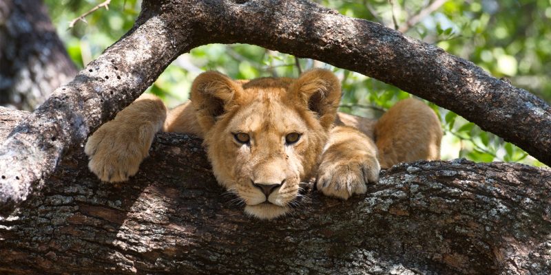 Tree Climbing Lions in Uganda
