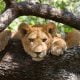 Tree Climbing Lions in Uganda