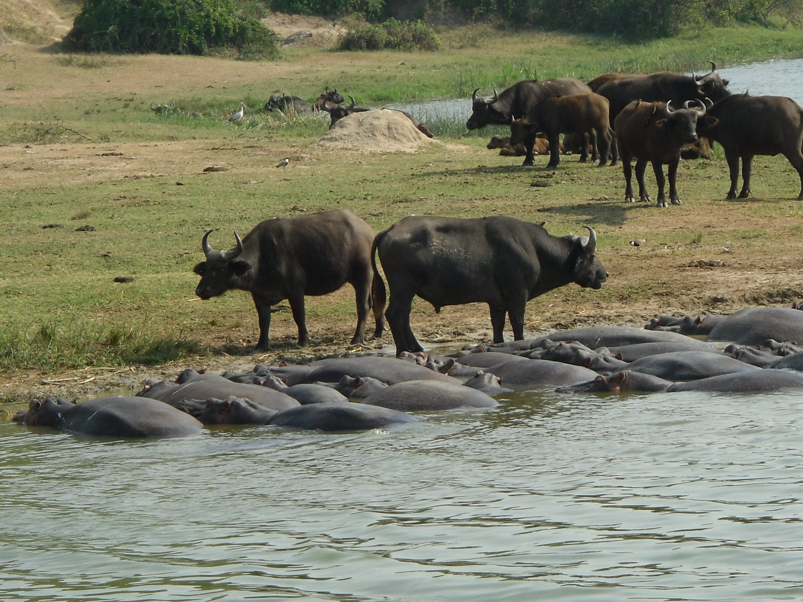 Rwanda Safari Vacation