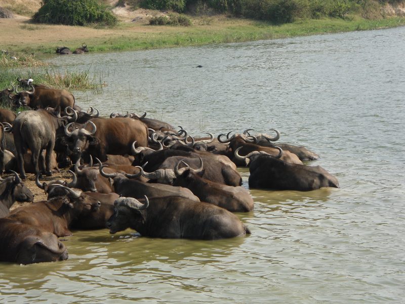 3 Days Uganda Wildlife Safari