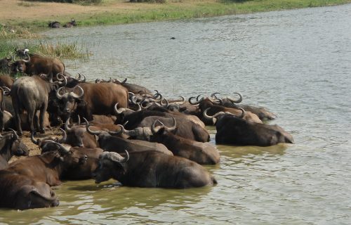 Uganda Wildlife Safari Tour