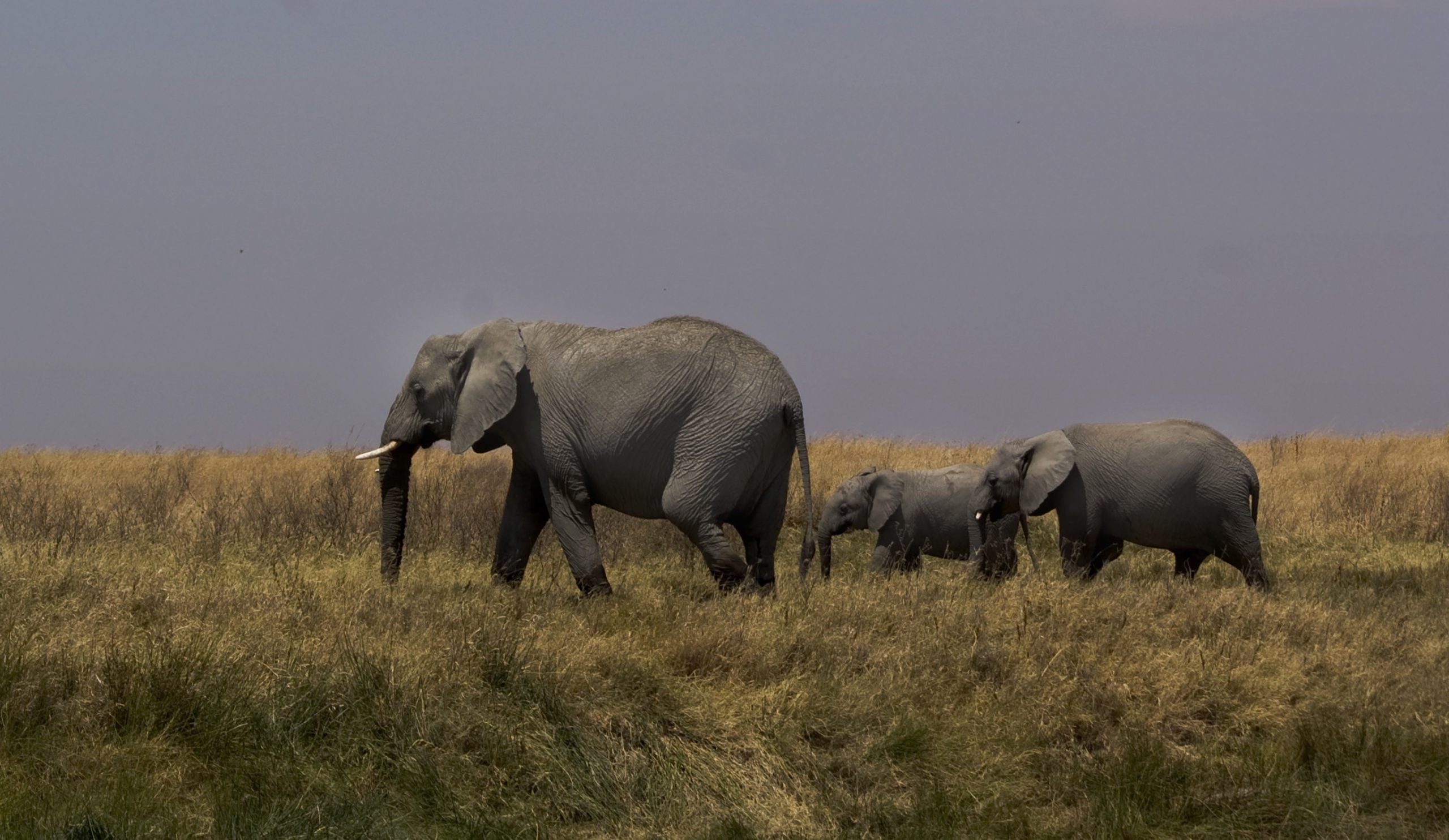 Sealous Game Reserve Tanzania