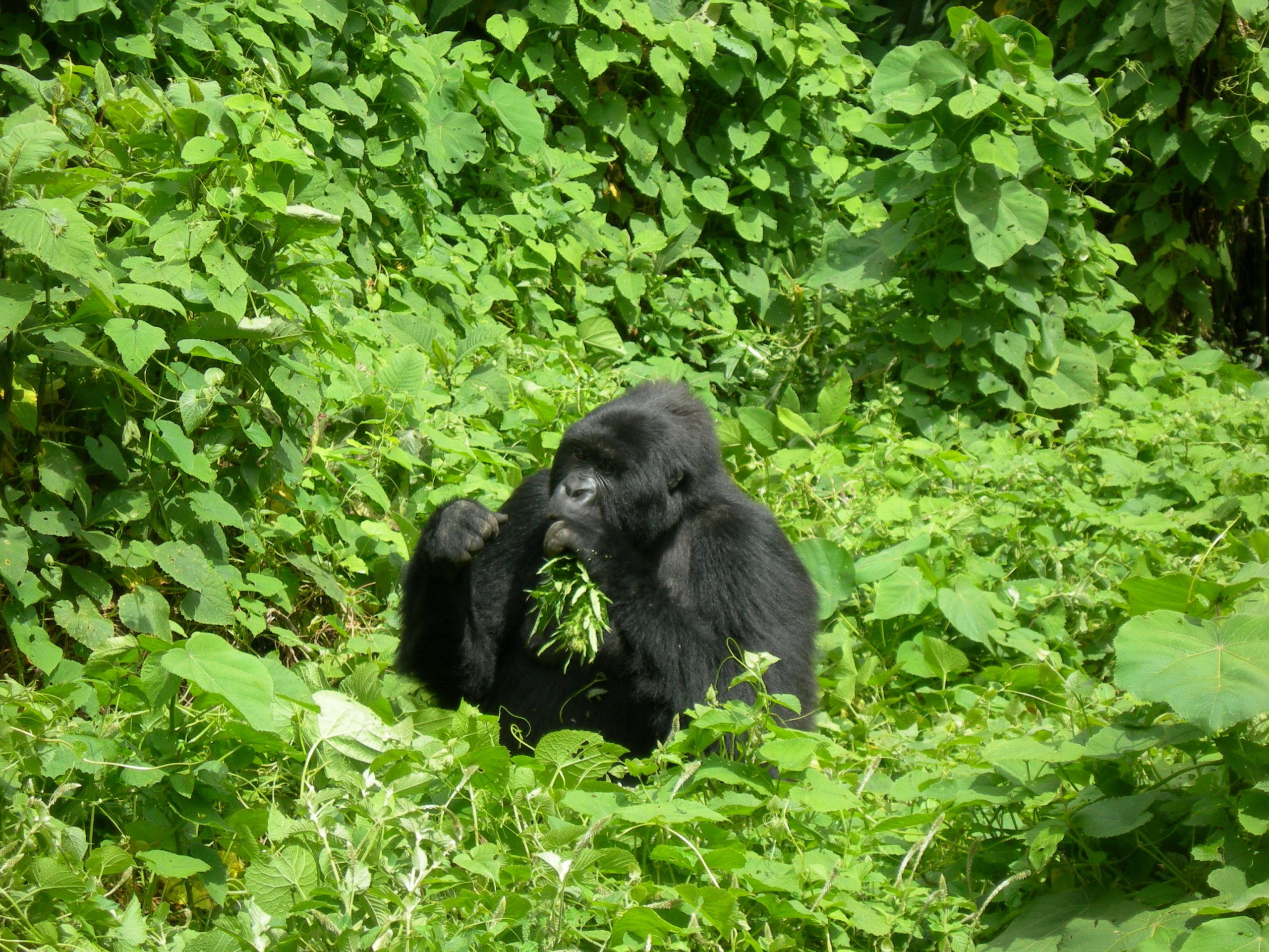 Uganda Gorilla Trekking Trip to Mgahinga