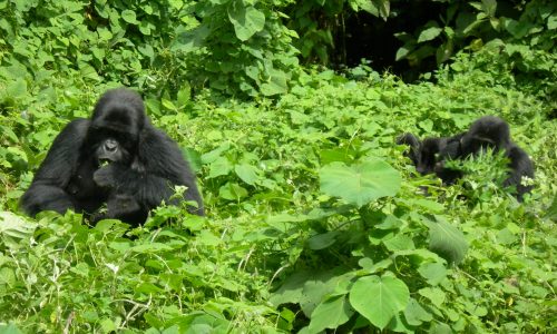 Gorilla Trek Tour to Bwindi