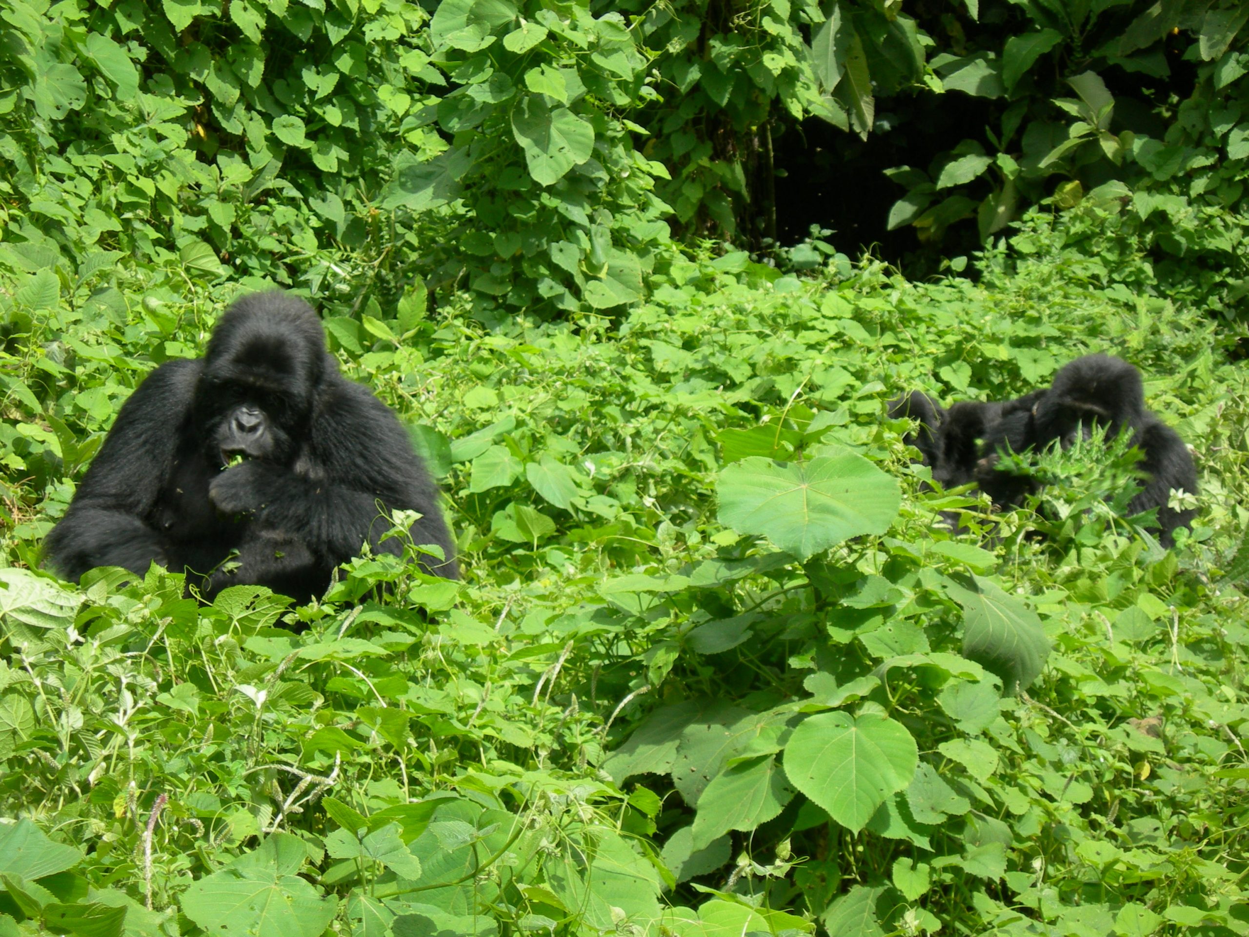 Gorilla Trekking Tour to Bwindi
