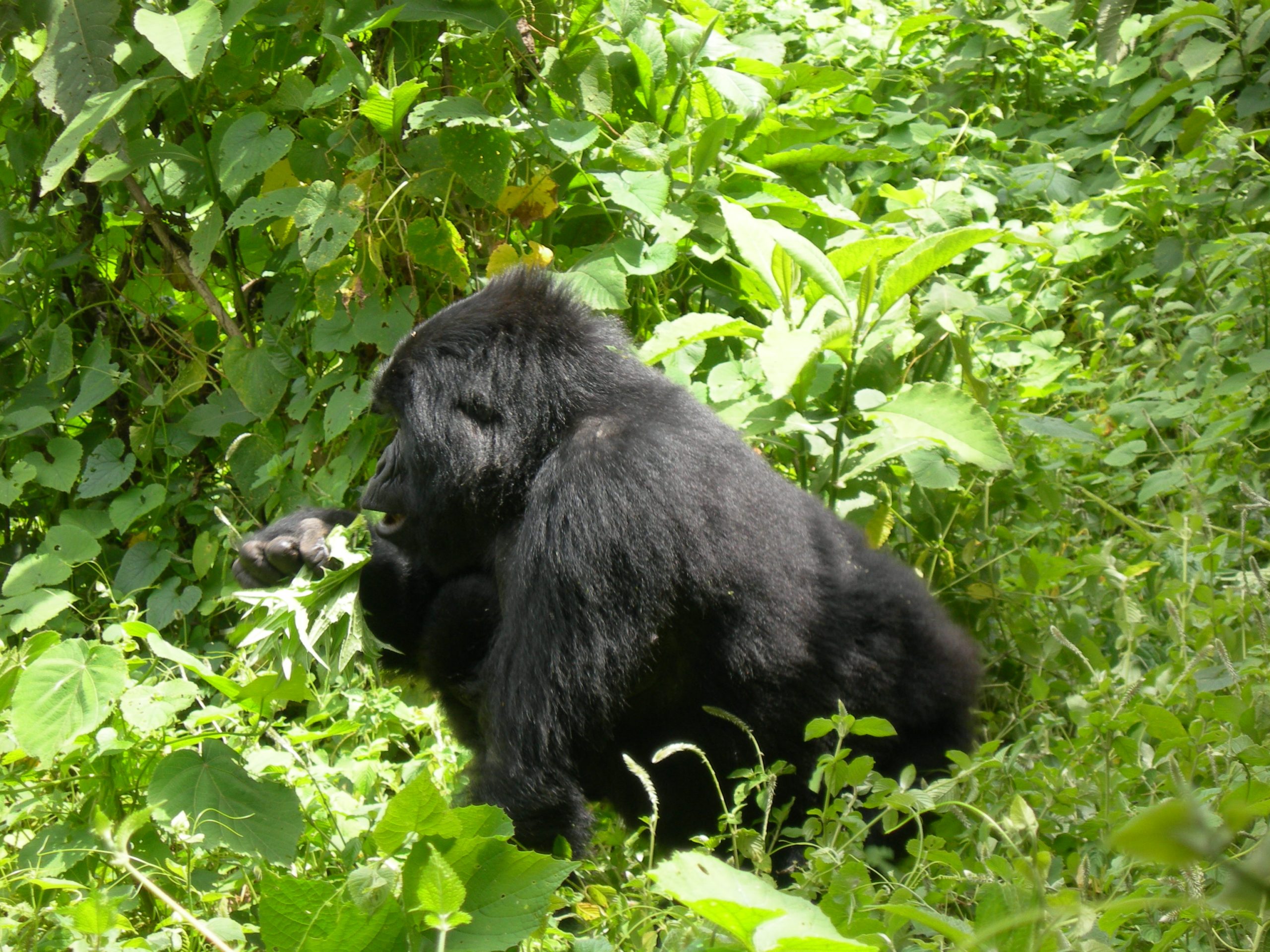 Mghinga Gorilla National Park