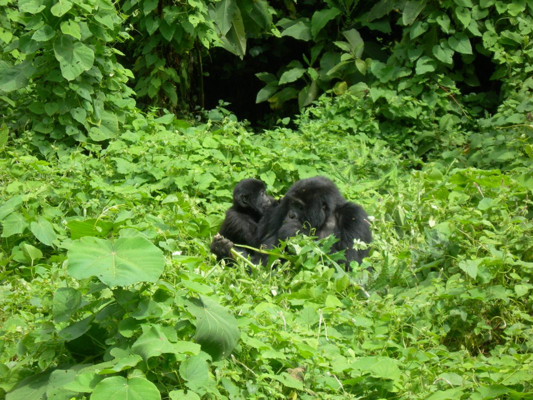 Uganda Rwanda Gorilla Trekking Safari