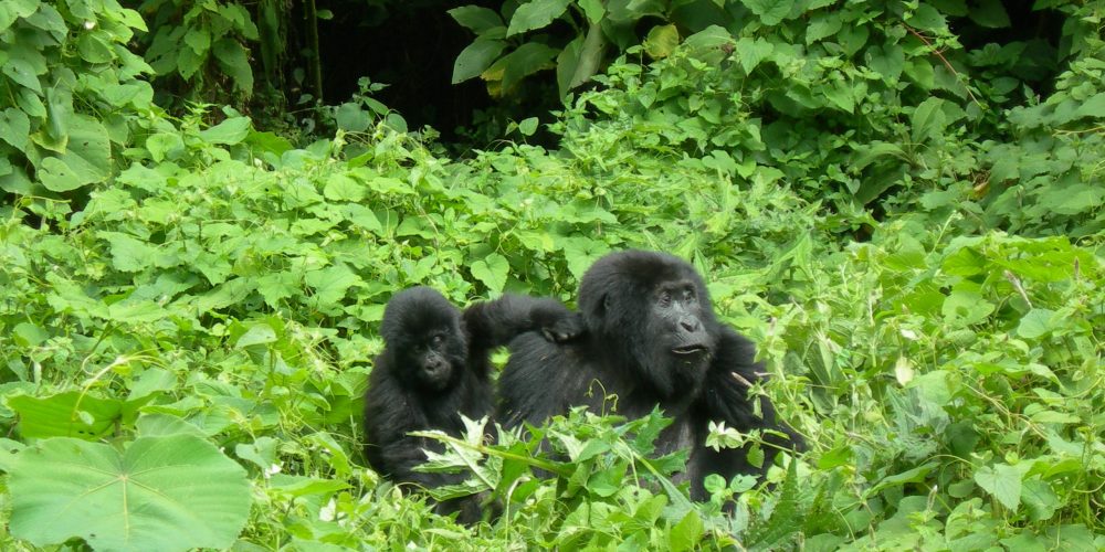 Gorilla Trek Tours to Africa