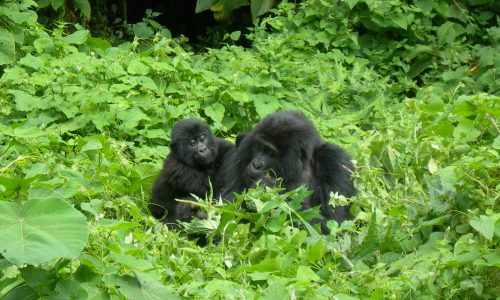 Uganda Gorilla Trekking Trip